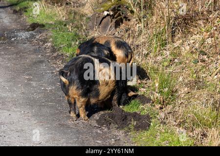 kune kune pigs eating fresh grass Stock Photo