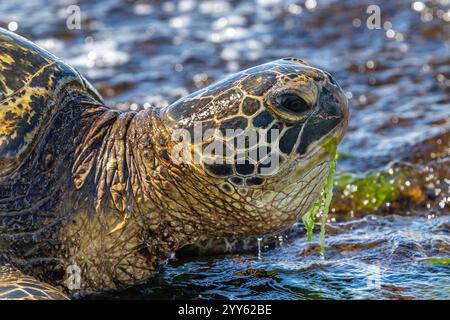 Closeup view of Green sea turtle (chelonia mydas), on the beach in Oahu, Hawaii. Eating green seaweed. Ocean in the background. Stock Photo