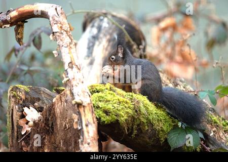 Eichhörnchen, schwarzes Eichhörnchen, schwarz Schwarzes Eichhörnchen *** Squirrel, black Squirrel, black Black squirrel Stock Photo