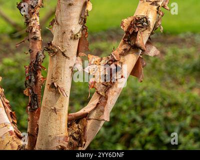 Close-up of the peeling bark of a Betula nigra tree growing in a UK garden. Stock Photo