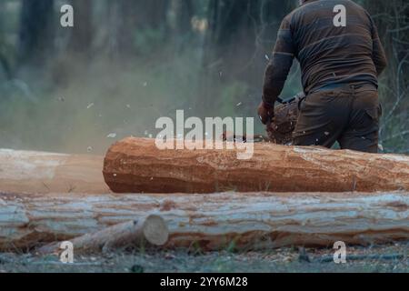 A forestry worker trims a tree in the forest Stock Photo - Alamy