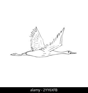 Vector hand drawn doodle sketch flying crane bird isolated on white background Stock Vector