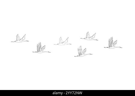 Vector hand drawn doodle sketch flying cranes birds flock isolated on white background Stock Vector