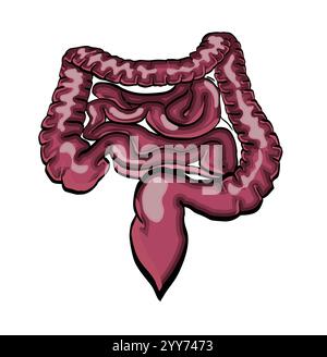 Human intestines showing small and large intestine and appendix Stock Vector