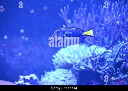 Flower beetles that are bright beautiful beetles from the scarab family at tiny giants and some reef fish ... Stock Photo