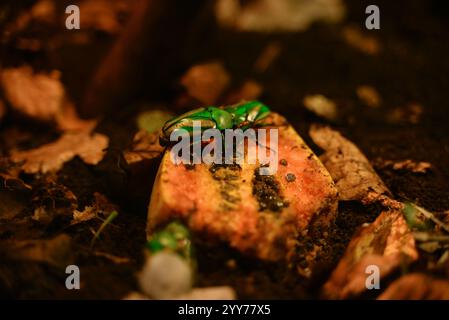 Flower beetles that are bright beautiful beetles from the scarab family at tiny giants and some reef fish ... Stock Photo