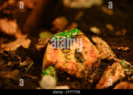 Flower beetles that are bright beautiful beetles from the scarab family at tiny giants and some reef fish ... Stock Photo