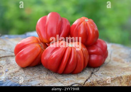 Freshly picked ripe ribbed tomatoes on an old tree stump. Concept of growing varietal tomatoes. Stock Photo