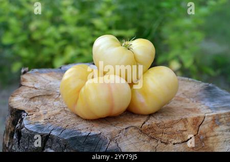 Three ripe light yellow large tomatoes on an old tree stump. Concept of growing hypoallergenic vegetables for allergy sufferers. Stock Photo