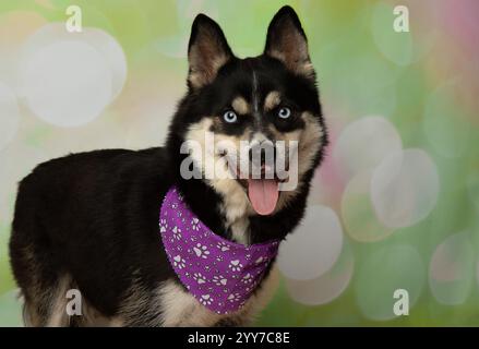 cute husky with blue eyes wearing a purple bandanna and panting portrait Stock Photo