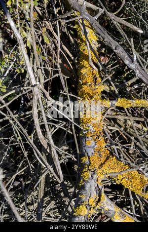 Candelariella vitellina is a common and widespread green-yellow to orange-yellow crustose areolate lichen that grows on rock, wood, and bark, all over Stock Photo