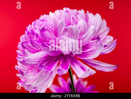 Pink Chrysanthemum on red Background Stock Photo