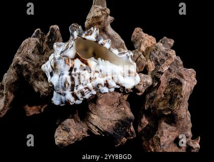 Textured Vasum turbinellus Shell on Driftwood with Black Background Stock Photo
