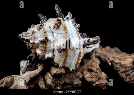 Intricate Spiny Murex Seashell on Driftwood Stock Photo