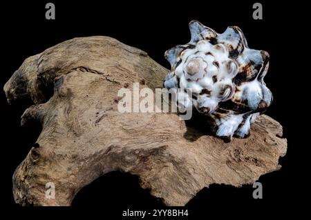 Textured Vasum turbinellus Shell on Driftwood with Black Background Stock Photo