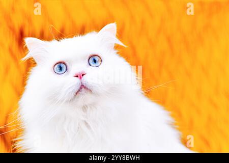 Alert white cat with blue eyes Stock Photo