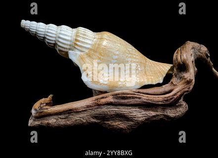 Ribbed strombus vittatus Seashell on Driftwood Background Stock Photo