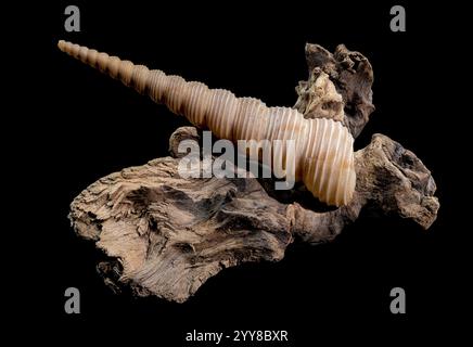 Turritella Shell on Driftwood with Black Background Stock Photo