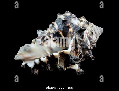Spiny Vasum Seashell on Black Background Stock Photo