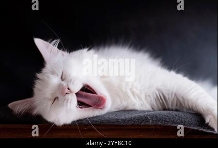 Yawning White cat on a blanket Stock Photo