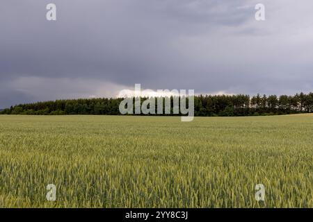 wheat field after a thunderstorm , cloudy weather in a field with green unripe wheat, forest Stock Photo