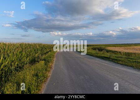a narrow curve paved road in the summer at sunset, a country road for transport along the roadsides there are fields Stock Photo