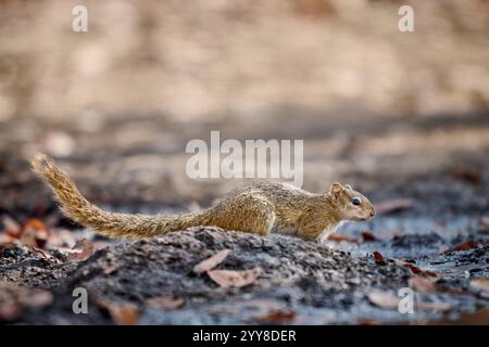 Smith's bush squirrel (Paraxerus cepapi), also known as the yellow-footed squirrel or tree squirre, South Luangwa National Park, Mfuwe, Zambia, Africa Stock Photo