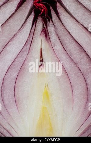 macro photography of red onion Stock Photo