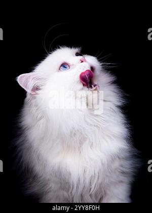 Fluffy White Cat Licking Its Mouth Stock Photo