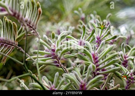 Australian Kangaroo Paw plant, Anigozanthos bloodwort catspaw, native flower Australia, dry drought tolerant, garden gardening Stock Photo