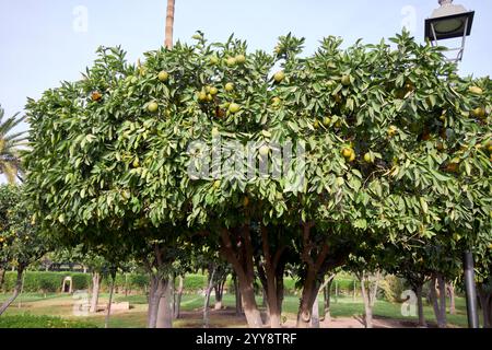 bitter orange trees growing by the side of the road in the centre of marrakesh, morocco Stock Photo