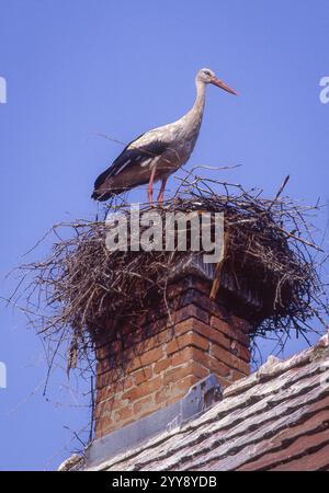 Hungary, white storks (Ciconia ciconia) in a nest on a telegraph pole or chimney can be seen in many villages throughout Hungary. The birds have great Stock Photo