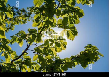 Looking up at the sun, hidden behind green leaves, bright blue sky Stock Photo