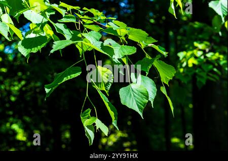 Detail of a branch of green leaves with a fly standing on it, a forest seen in the background Stock Photo