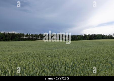 wheat field after a thunderstorm and rain, cloudy weather in a field with green unripe wheat Stock Photo