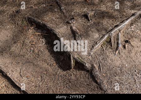 tree roots sticking out of the earth closeup , large tree roots that have come to the surface Stock Photo