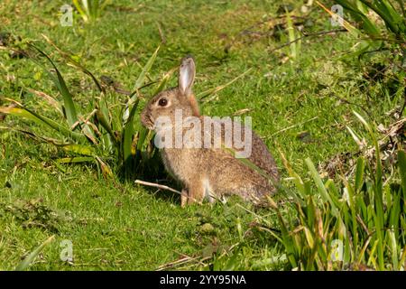 Rabbit, Oryctolagus cuniculus, a small mammal introduced to the Uk by the Normans to provide food and fur Stock Photo