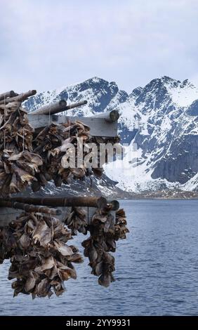 Cod heads and stockfish hanging on outdoor wooden racks, Traditional centuries old methods of drying fish in the air, Reine Lofoten Norway, Scandinavi Stock Photo