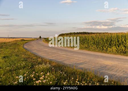 paved road in the summer at sunset, a country road for transport along the roadsides there are fields Stock Photo