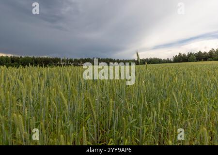 wheat field after a thunderstorm , cloudy weather in a field with green unripe wheat Stock Photo