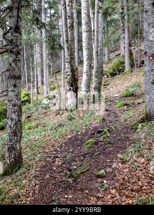 Footpath in Perućica Primeval Forest Reserve with silver birch trees, Republic of Srpska, Bosnia & Herzegovina, Balkans Stock Photo