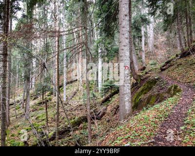 Footpath with trail route marker in Perućica Primeval Forest Reserve, Republic of Srpska, Bosnia & Herzegovina, Balkans Stock Photo