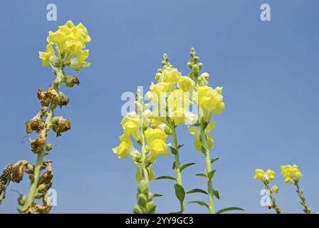 Yellow Snapdragon flowers (Antirrhinum majus) in the field under blue sky in sunny day Stock Photo