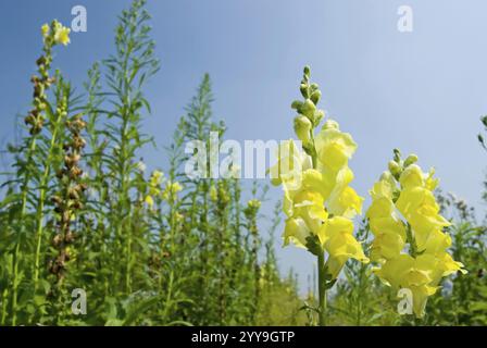 Yellow Snapdragon flowers (Antirrhinum majus) in the field under blue sky, sunny day, Snapdragon Stock Photo