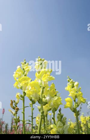 Yellow Snapdragon flowers (Antirrhinum majus) in the field under blue sky, sunny day Stock Photo