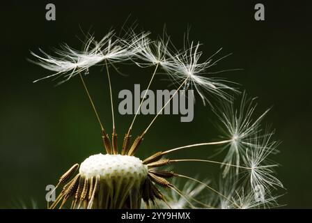 Seeds of dandelion are flying away on green background. Stock Photo