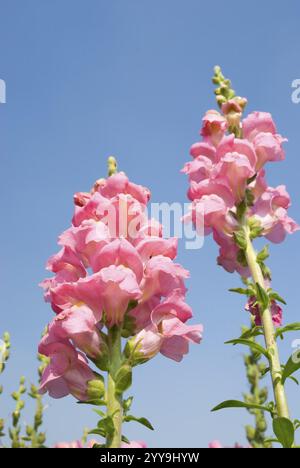 Pink snapdragon flower (Antirrhinum majus) in wild under blue sky Stock Photo