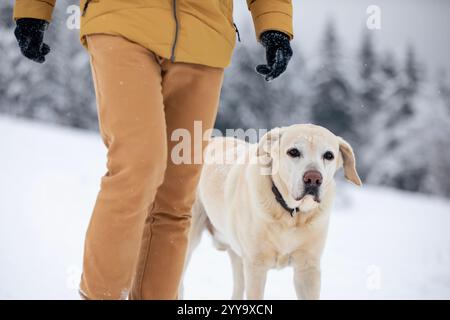 Man walking with dog in snowy nature. Mid section of pet owner with his yellow labrador retriever on winter day. Stock Photo
