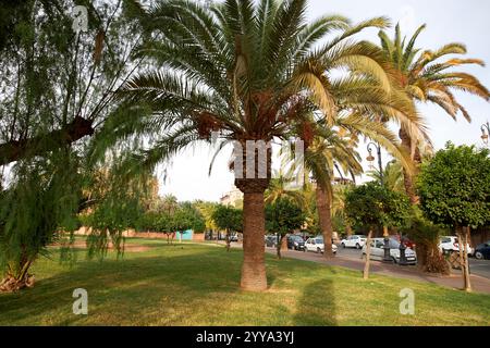 ornamental date palm tree growing by the side of the road marrakesh, morocco Stock Photo