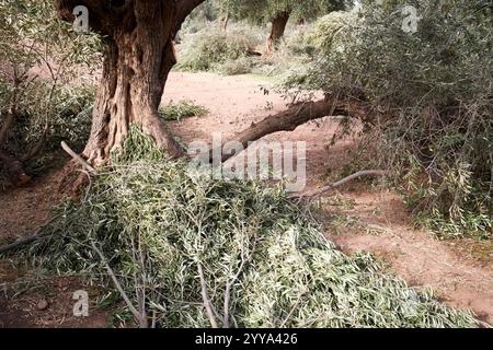 pruned olive trees in grove in menara gardens marrakesh, morocco Stock Photo